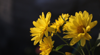 【養(yǎng)生知識(shí)】入秋菊花藥膳，美味營(yíng)養(yǎng)、養(yǎng)生保健！