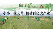 【行業(yè)資訊】向上，特色產(chǎn)業(yè)看河南：南陽艾區(qū)域品牌正在叫響！