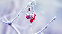 【小寒節(jié)氣】時(shí)處二三九，臘月梅花開！