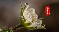 【二十四節(jié)氣灸】雨水節(jié)氣，扶陽、祛濕、調(diào)氣血，才是養(yǎng)生重點(diǎn)！艾灸，橫掃濕寒！