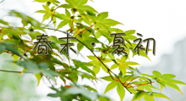 【艾灸養(yǎng)生】春末夏初：上熱下寒癥狀，補不如疏通淤堵，試試艾灸吧！