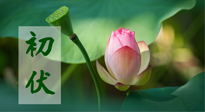 【三伏天】初伏將至，“蒸煮”模式開啟！想要健康，這四類食物別錯過??！