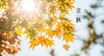 【節(jié)氣飲食】立秋將至，吃最合適的飲食，平穩(wěn)度過(guò)季節(jié)交替！